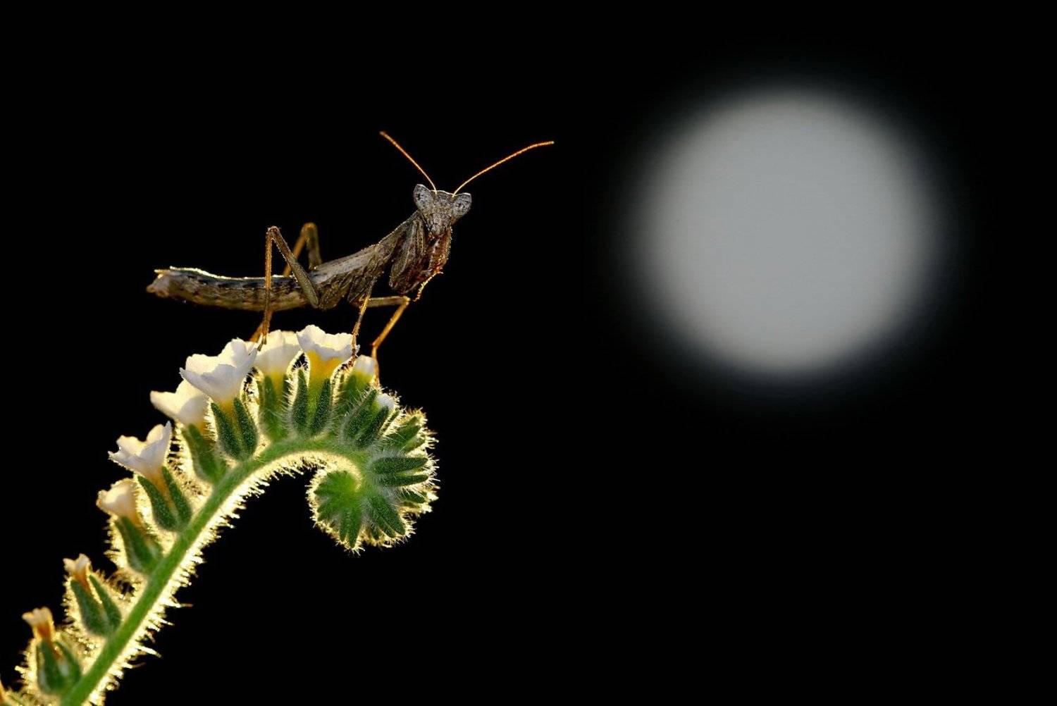 moon,light,praying,mantis,macro,nature,cyprus, Hasan Baglar
