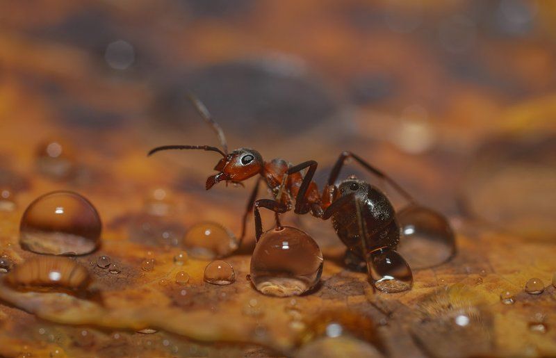 печора,коми,макро,дождь,муравей Ватерболл фото превью