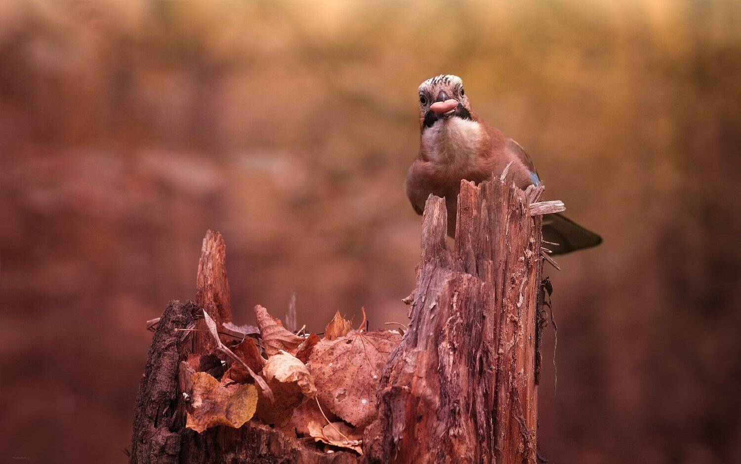 природа, лес, животные, птицы, Дмитрий Посевич