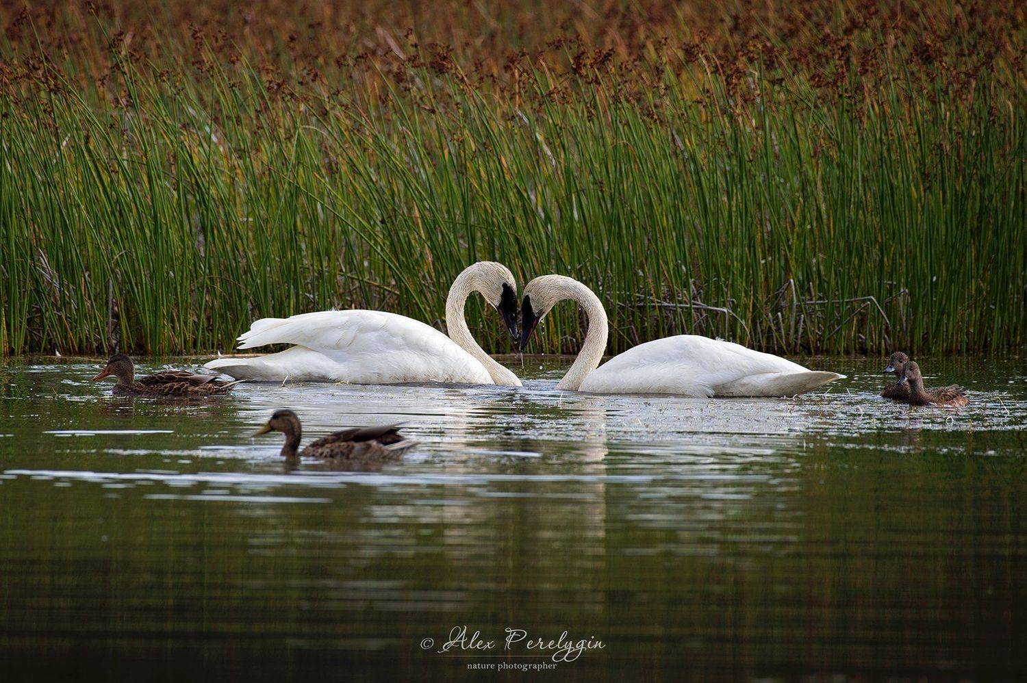 , Алексей Перелыгин