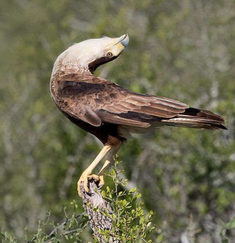 Молодая Каракара - Caracara Head Tilt.