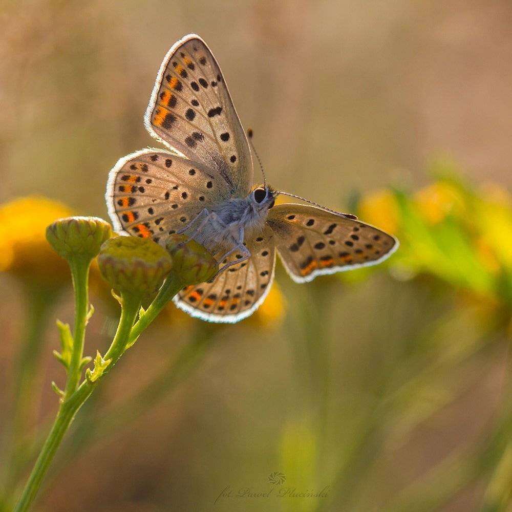 , Pawel Plucinski