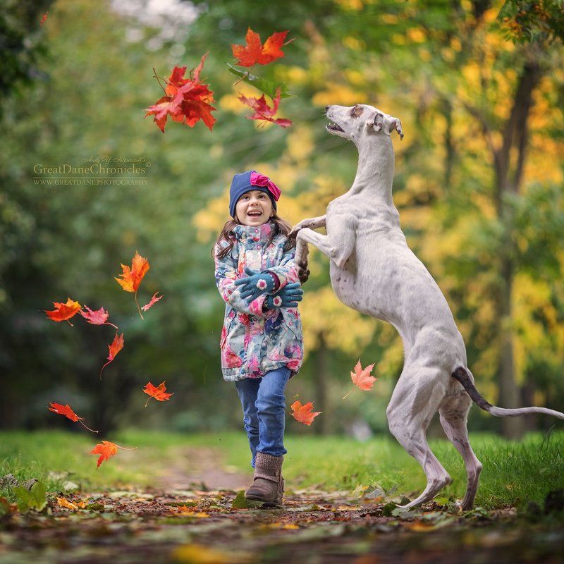 Maple Leaves фото превью