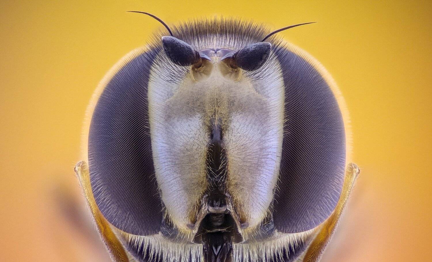 ceclii,macro,lgg4, extrememacro,  макро, Tsvetan Ganev