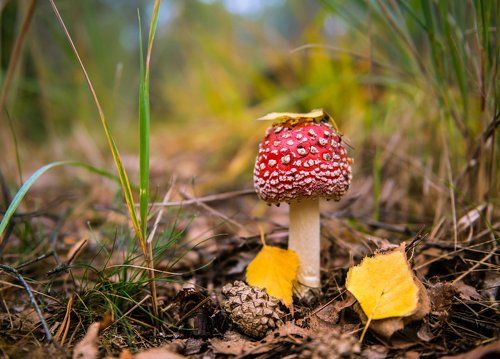 Акценты осени