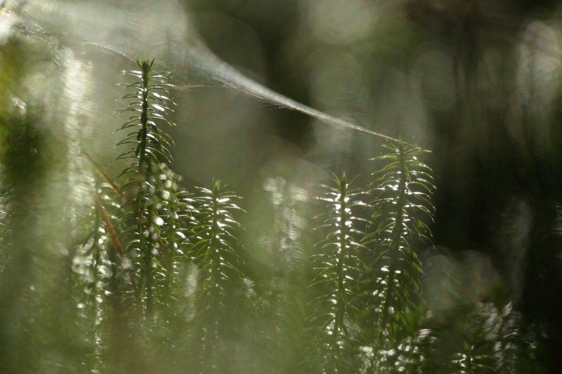 кукушкин лён, политрихум, polytrichum, commune, полесье Про свет во мхах фото превью