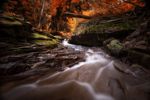 Autumn in the forest