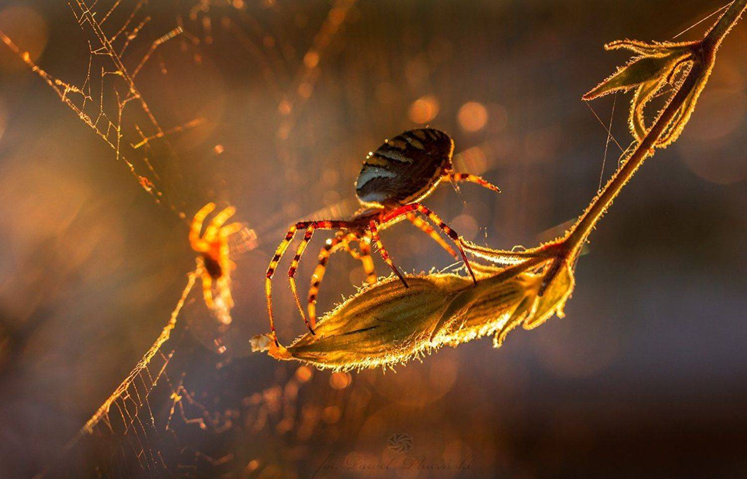 , Pawel Plucinski