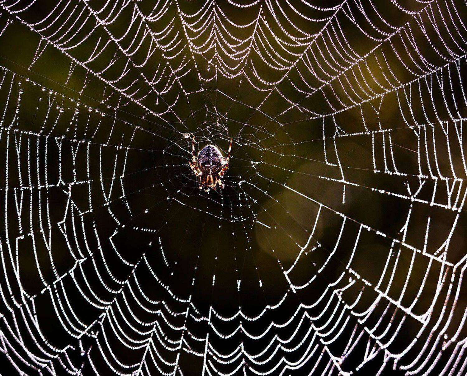 , Владимир Сковородников