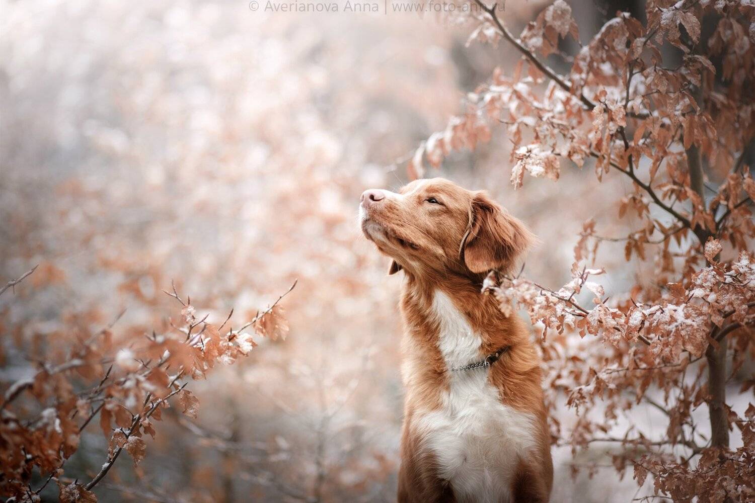 собака, природа, снег, осень, Анна Аверьянова