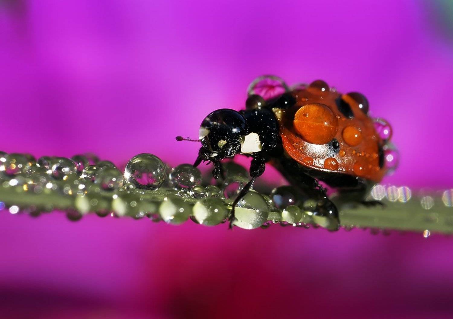 макро,божья коровка,капли, Гарик Соколов