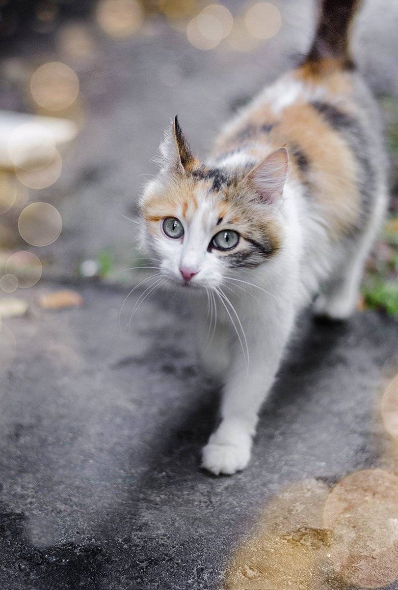 , Чернякова Анна