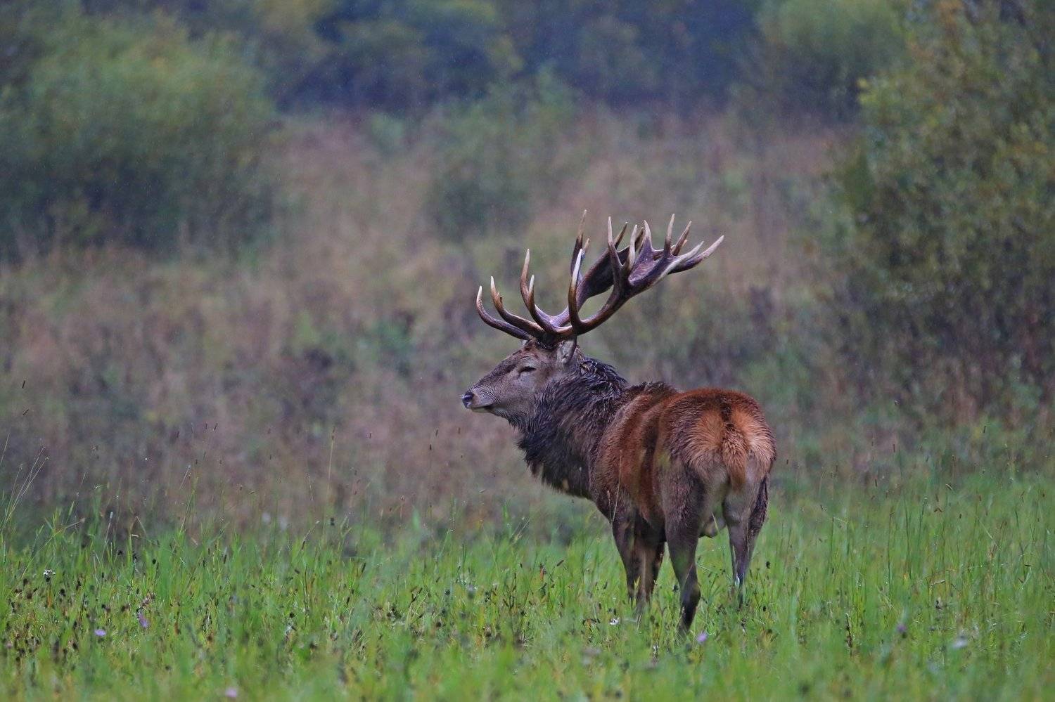 олень, Андрей Шимчук