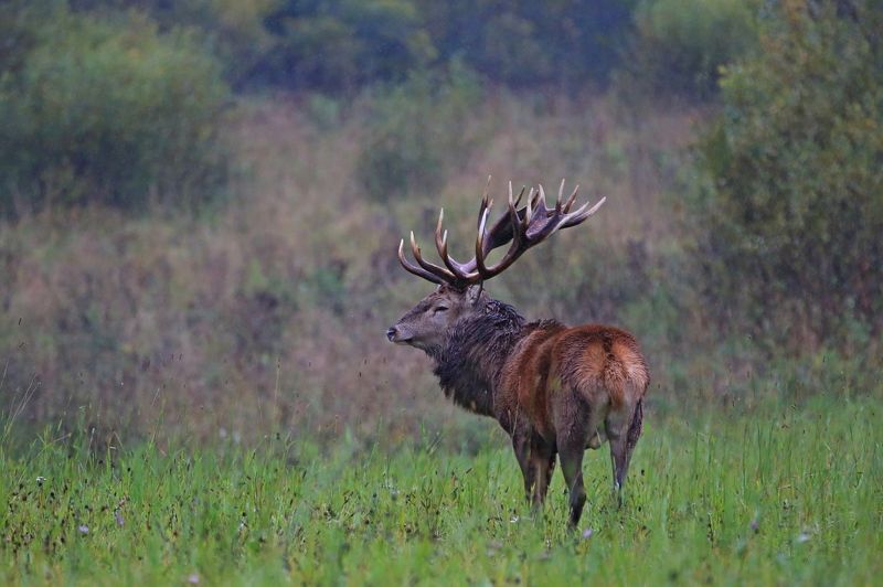олень Благородный олень. фото превью
