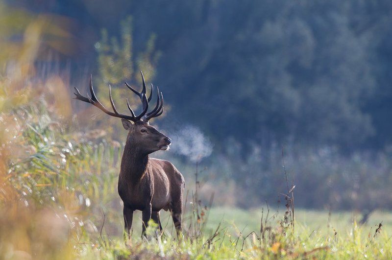 deer фото превью
