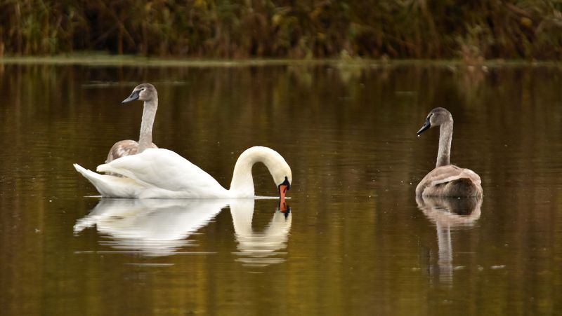 листопад Лебединая песня фото превью