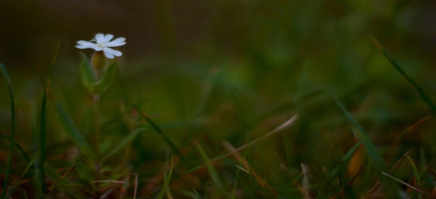 осень, природа, беларусь, лес, Sixten ( Сергей )
