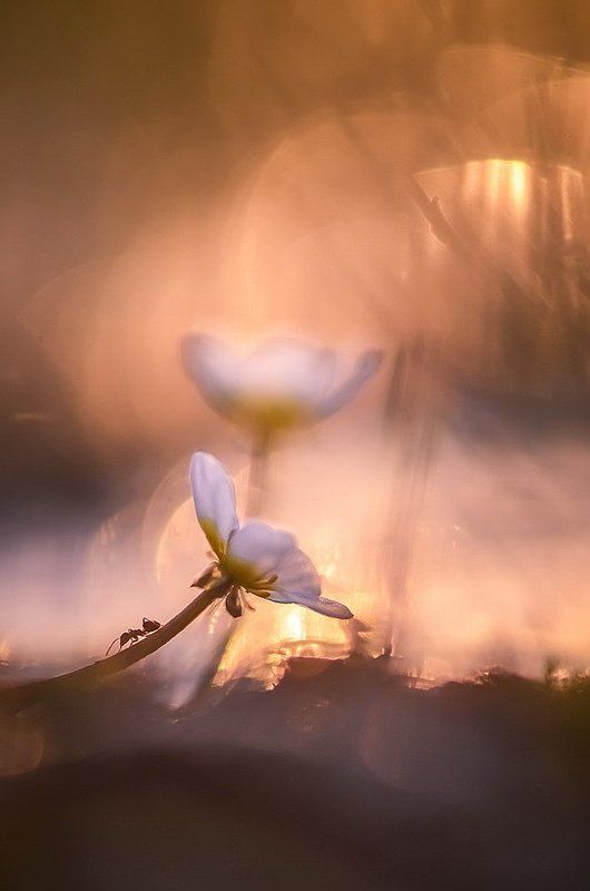 Искатель приключений фото превью