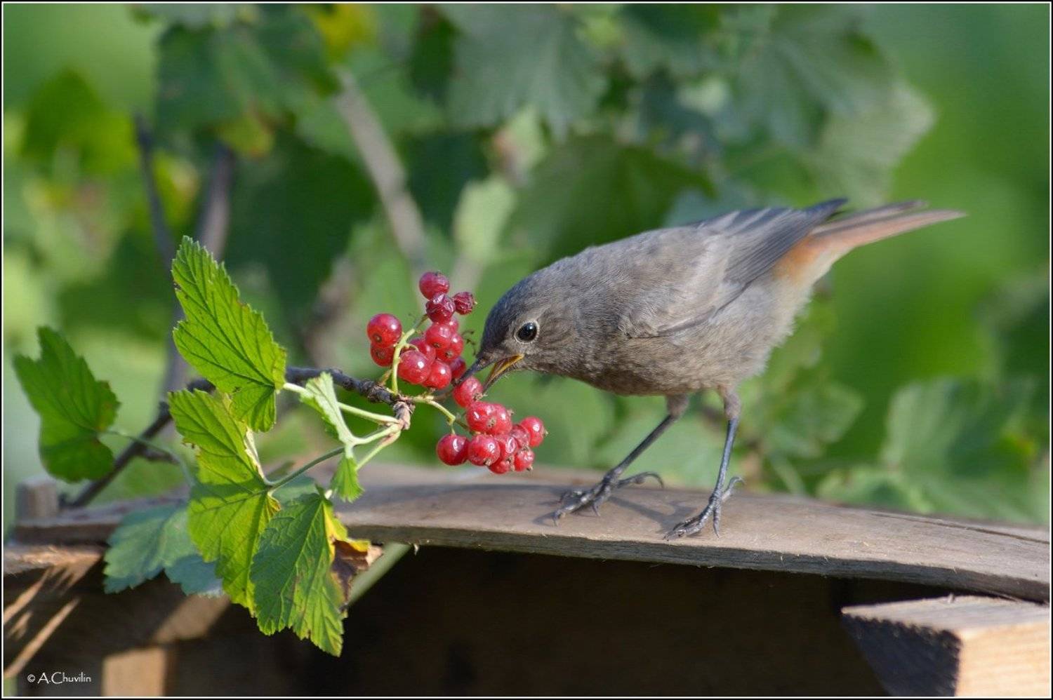 птица,чернушка,горихвостка,красная,смородина, Александр Чувилин