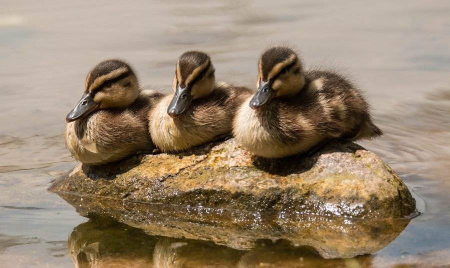 птицы, утята, , Владимир Пакалевич