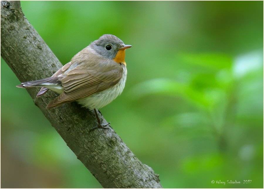 , Валерий Субачев
