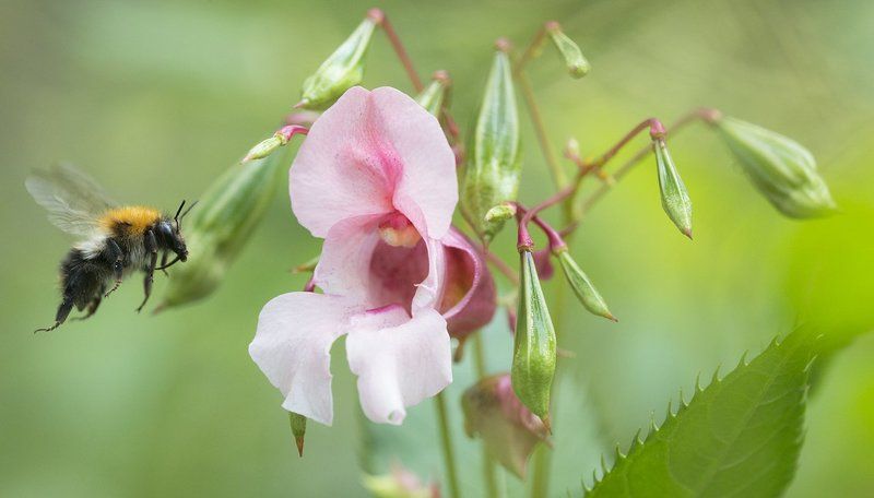 Бальзамин железистый фото превью