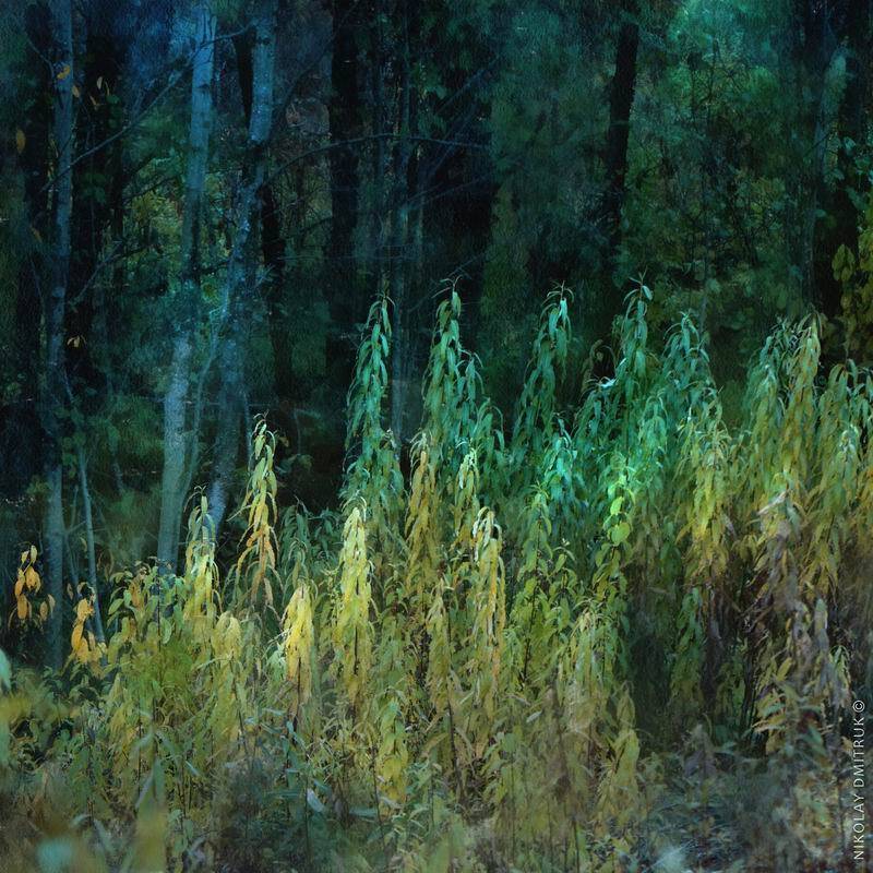 пейзаж, , природа, музыка, николай дмитрук