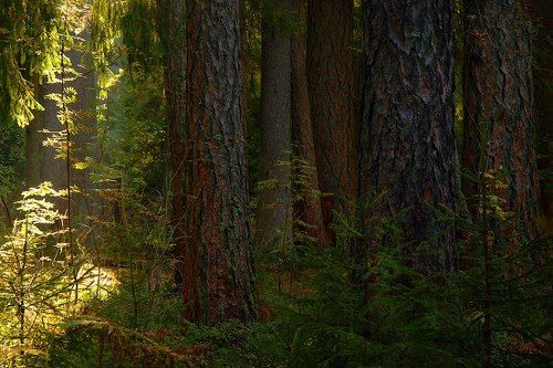 Линдуловская роща