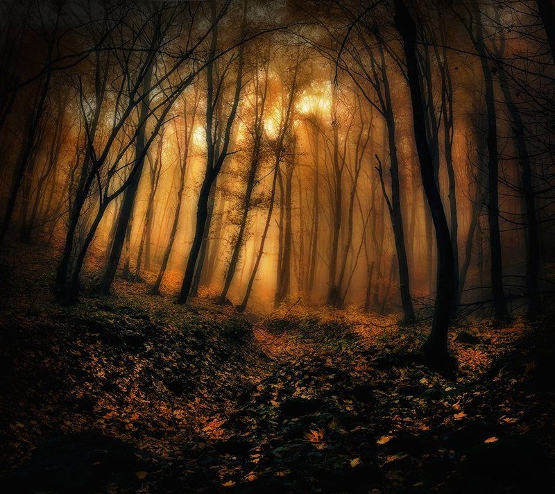 In to the magic wood фото превью