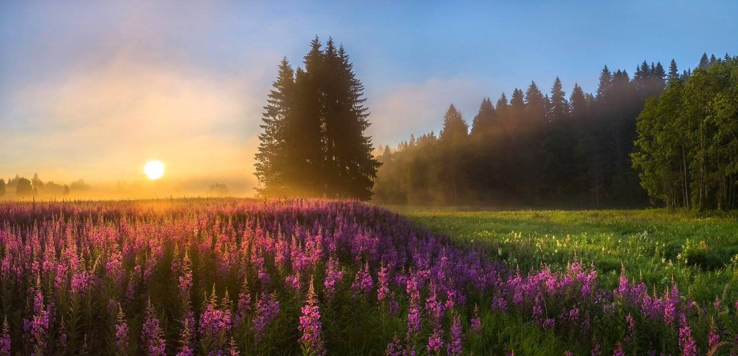 фототур, лето, иван-чай, цветы, ленинградская область, деревья, лес, берёзы, рассвет, ель, туман, солнце, луг, Лашков Фёдор