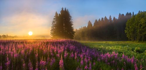 Мечта художника, или цветущие луга иван-чая.