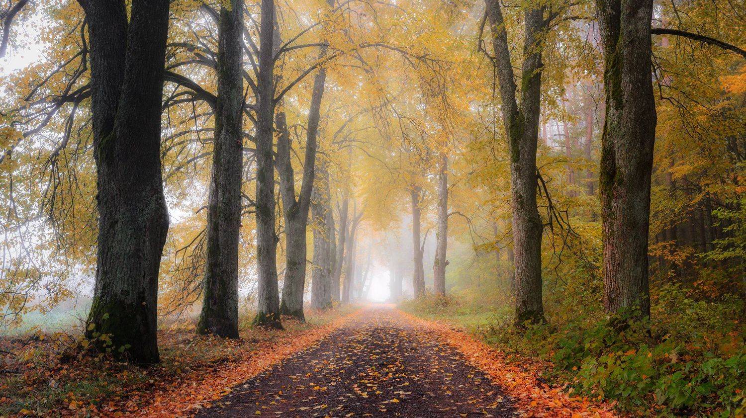 , Руслан Авдевич