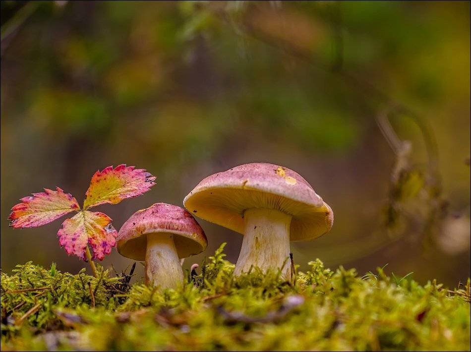 , Бурлов Андрей