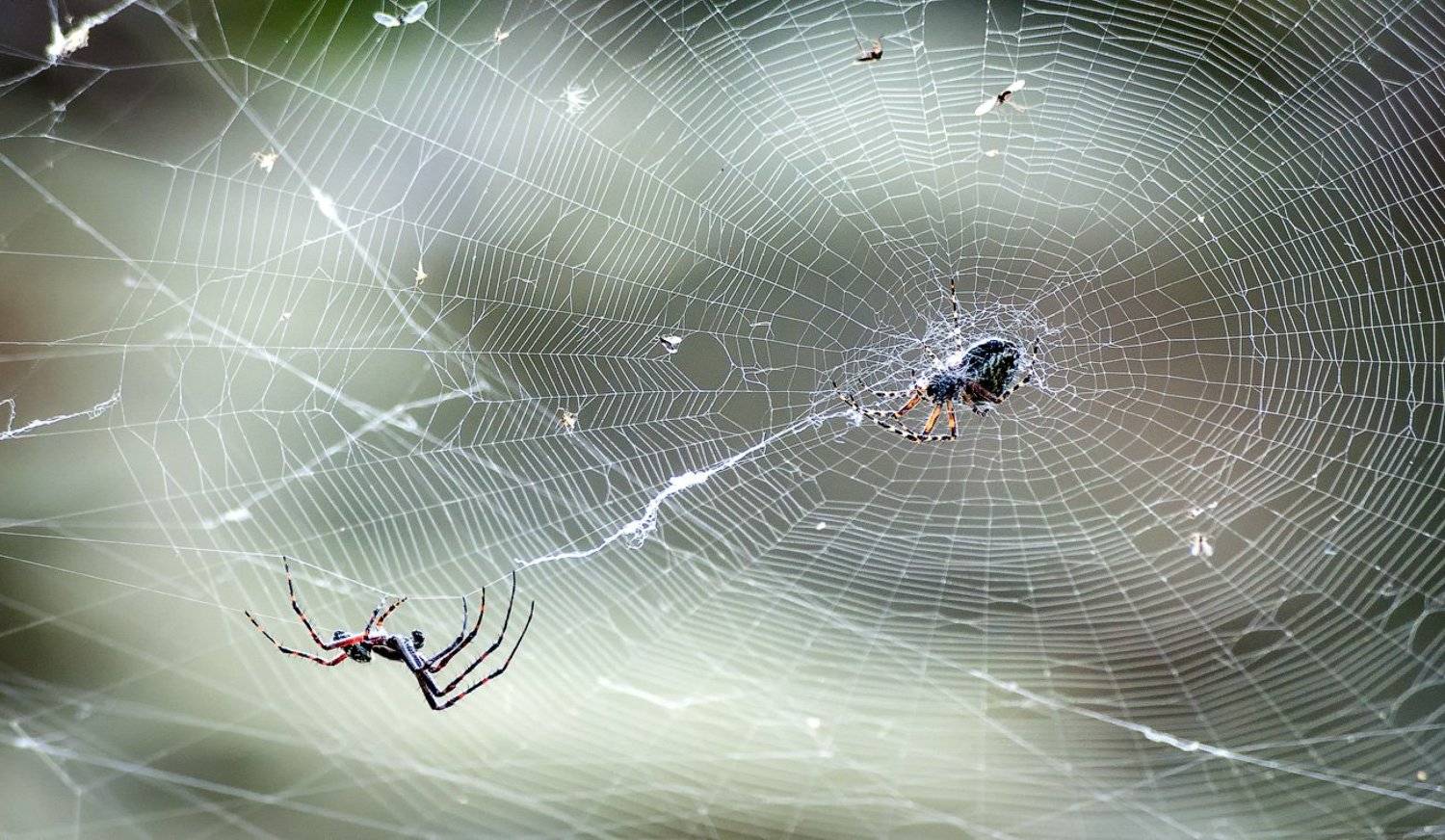 , Сибирский Сергей