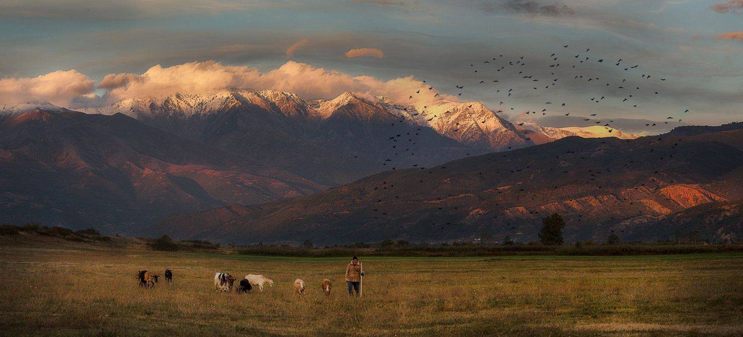 , Тодор Танев