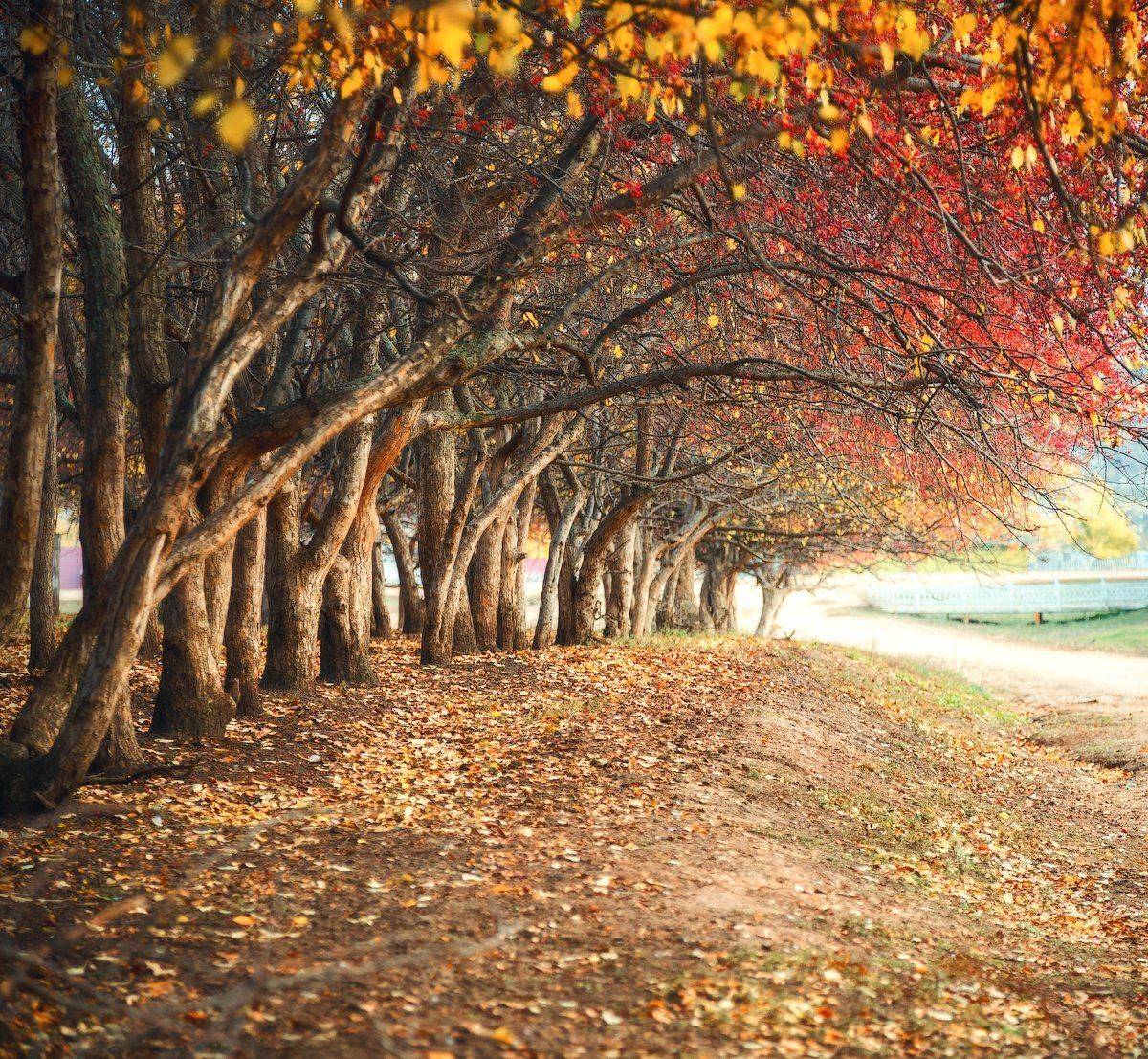 Осенний боярышник., Юрий Чернов