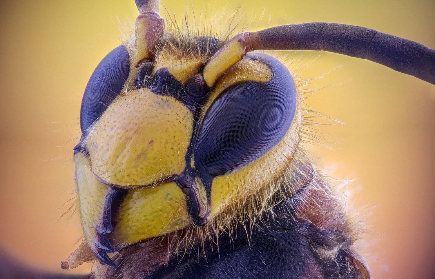 Автор: Tsvetan Ganev ceclii,macro,lgg4, extrememacro, макро, Tsvetan Ganev