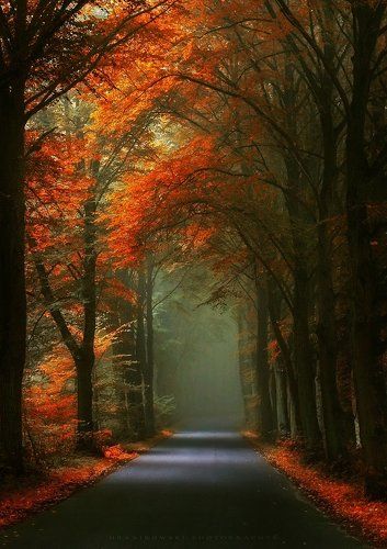 Autumn tunnel