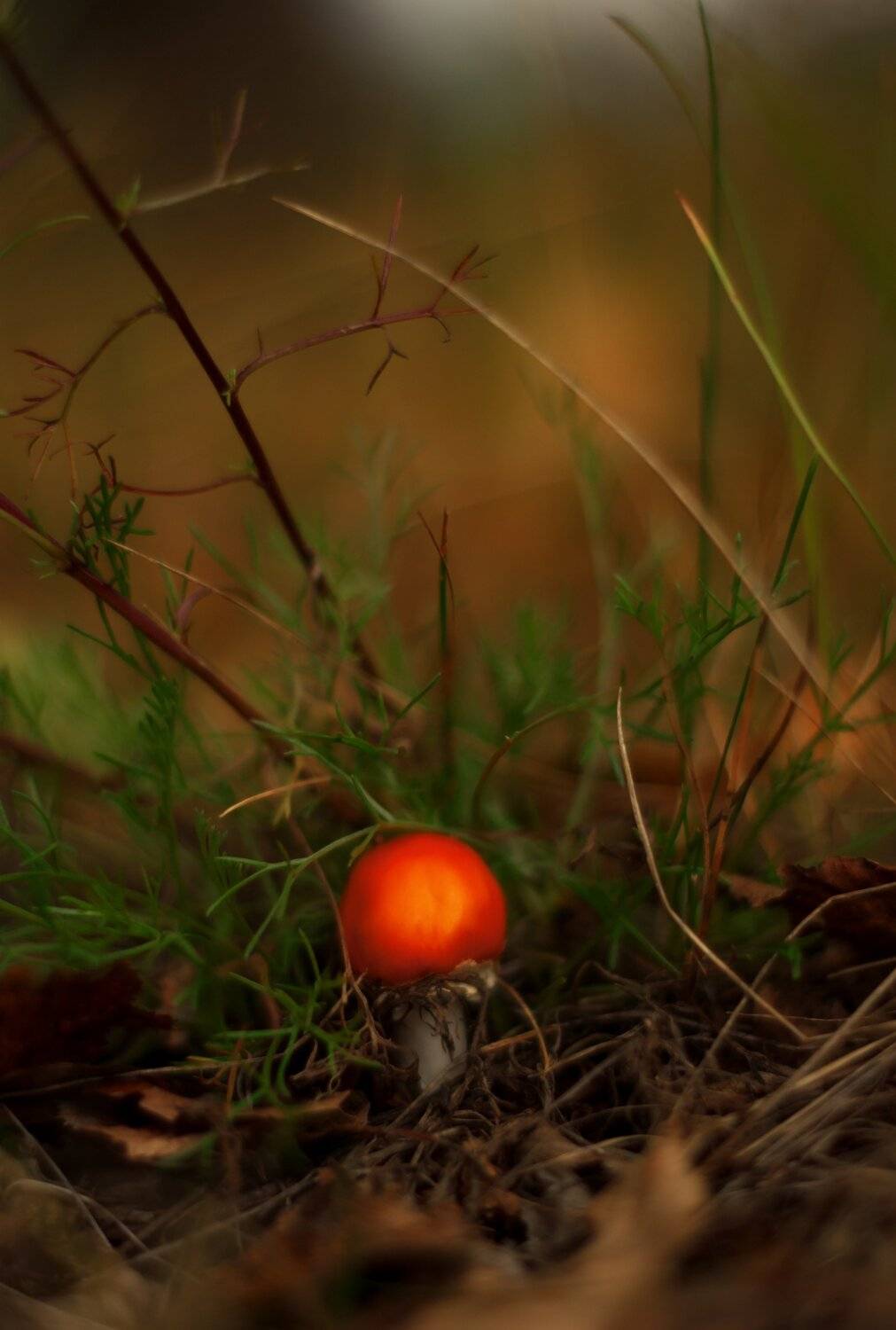 осень, природа, беларусь, лес, Sixten ( Сергей )