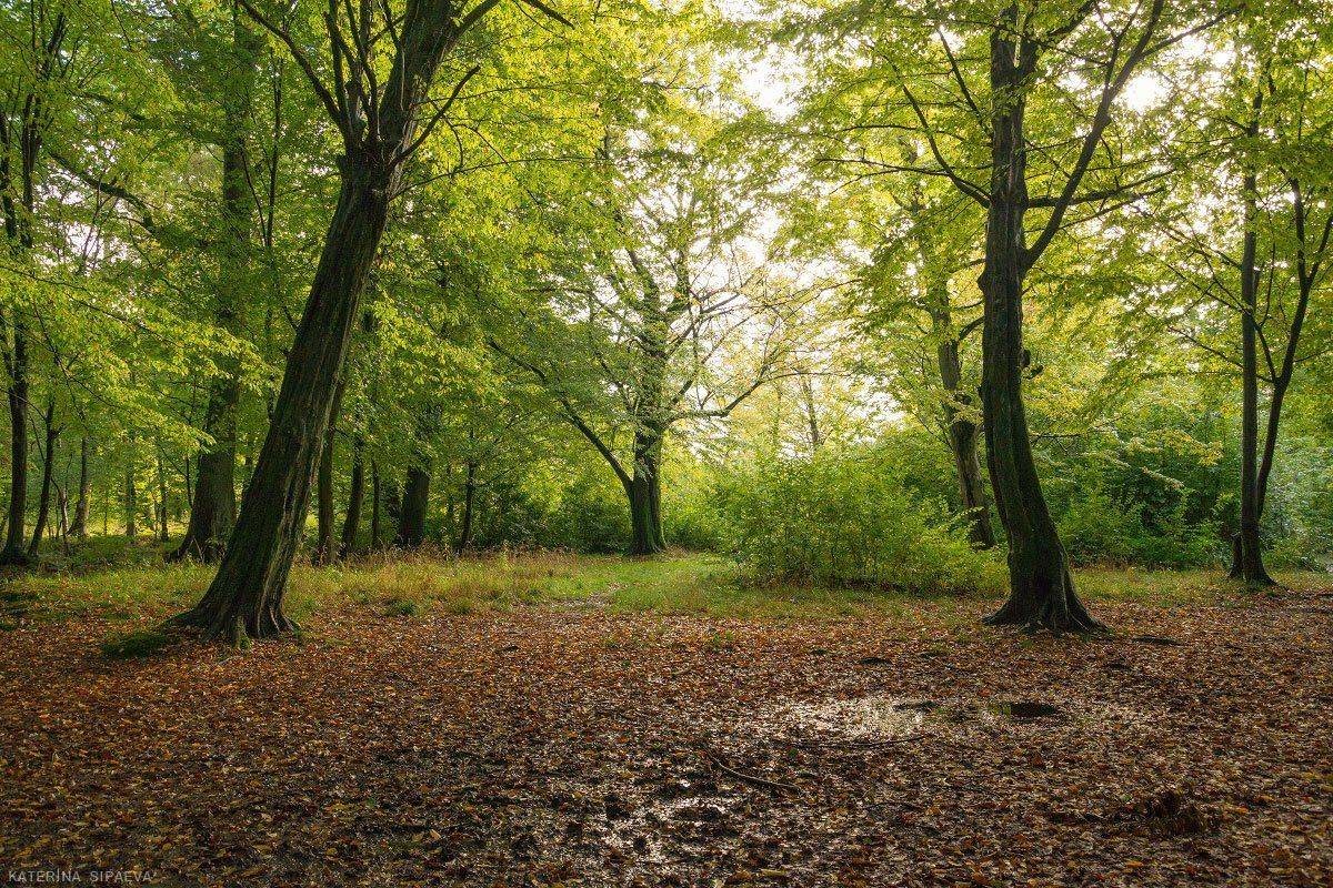 природа, лес, осень, пейзаж, Сипаева Катерина