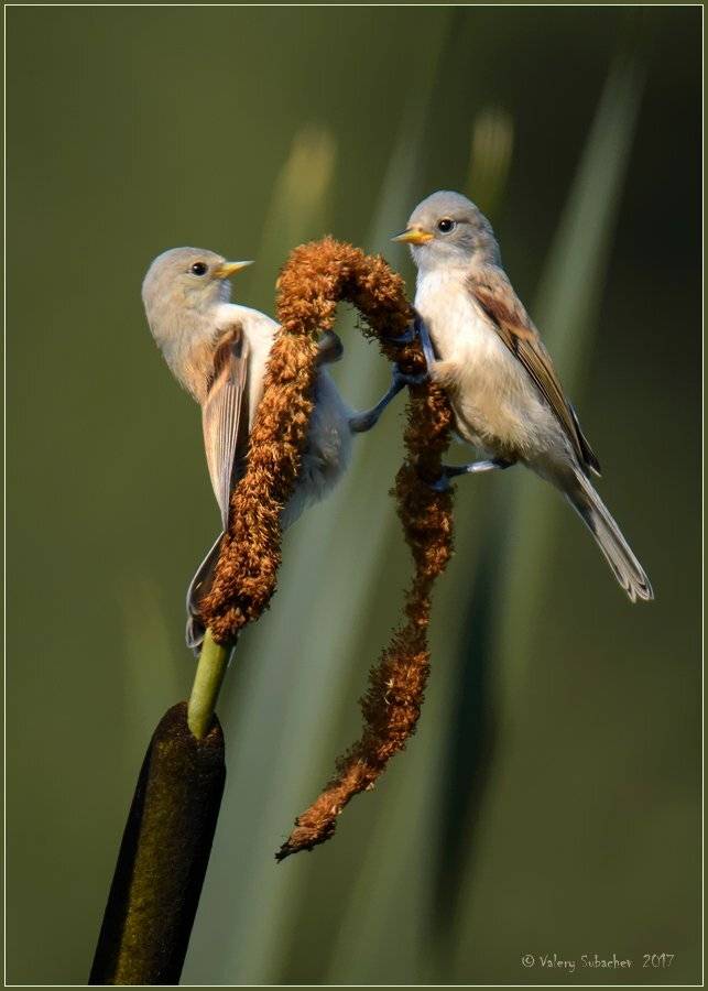 , Валерий Субачев