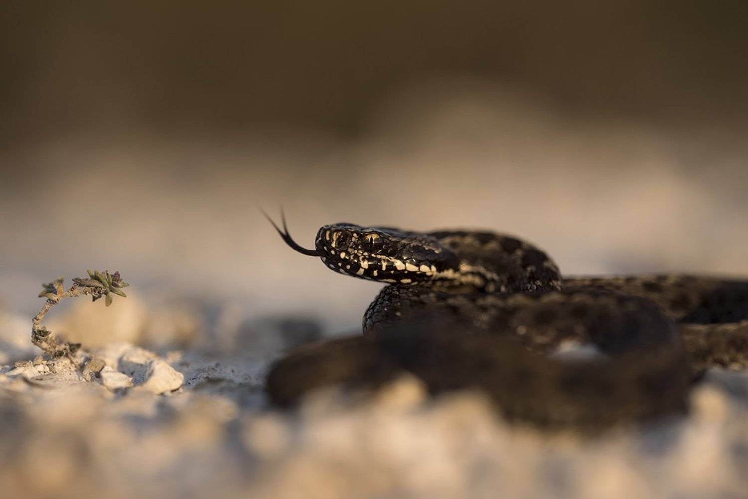 гадюк степная, Антон Воронин