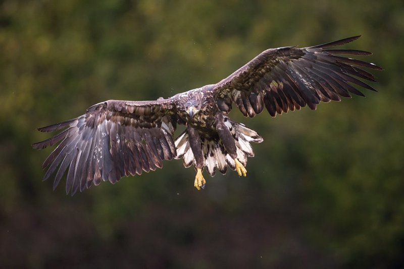 Eagle фото превью