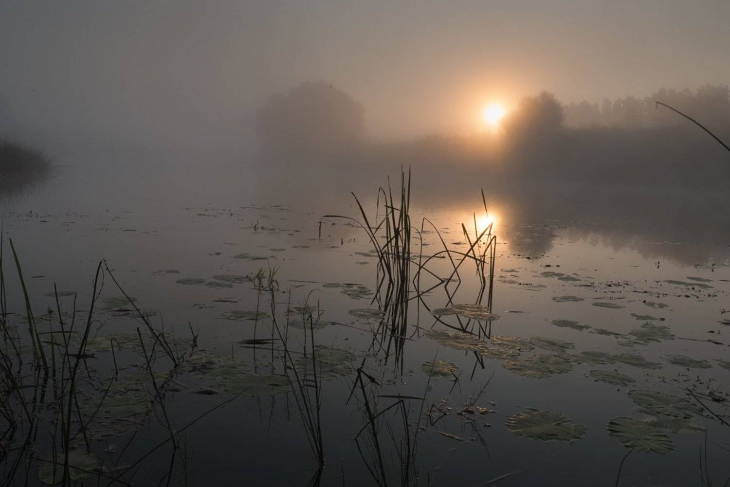 россия, природа, река, угра, смоленская область, август, 2017, рассвет, туман, nikon, пейзаж,  утро, солнце, рассвет, Денис Щербак