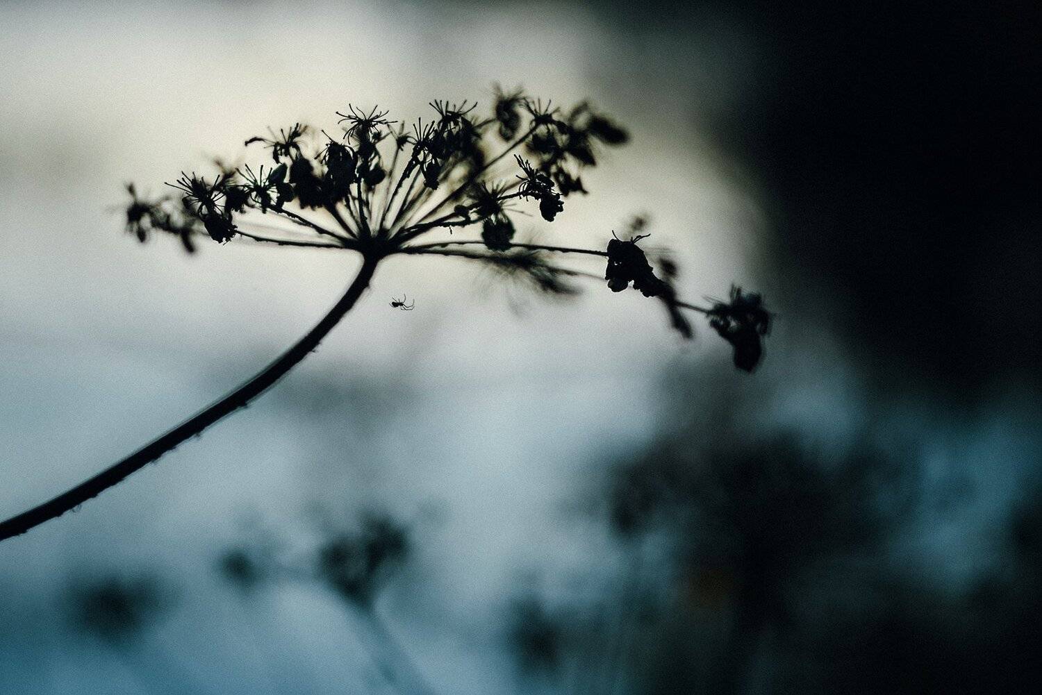 photobymaryrush,красота,photomaryrush,никон,россия,фотографмариямальгинаволкова,nikon,maryrush,russia, Мария Мальгина