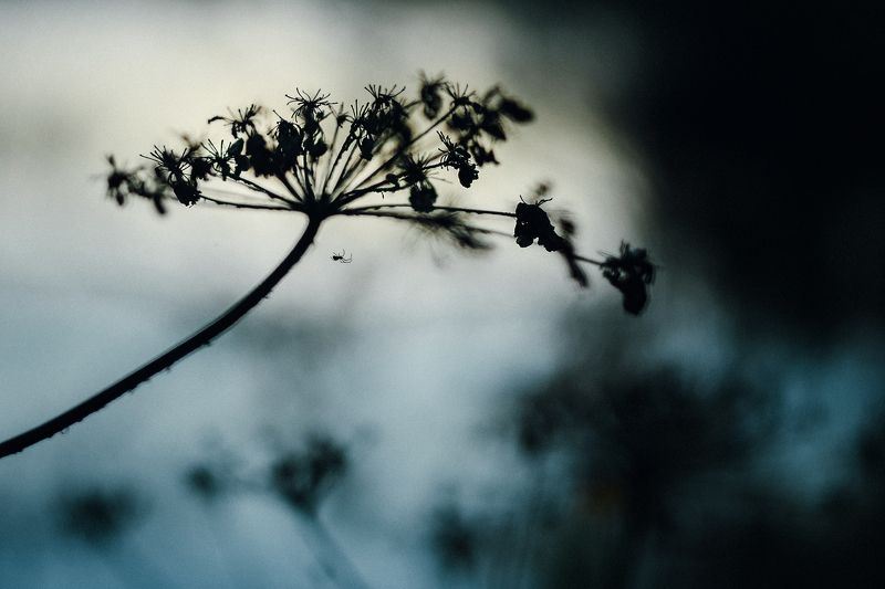 photobymaryrush,красота,photomaryrush,никон,россия,фотографмариямальгинаволкова,nikon,maryrush,russia Night Hunter фото превью