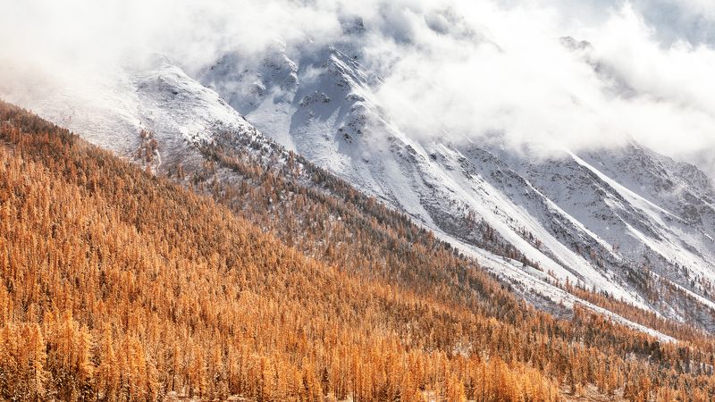 алтай, лиственницы, осень Алтайские лиственницы фото превью