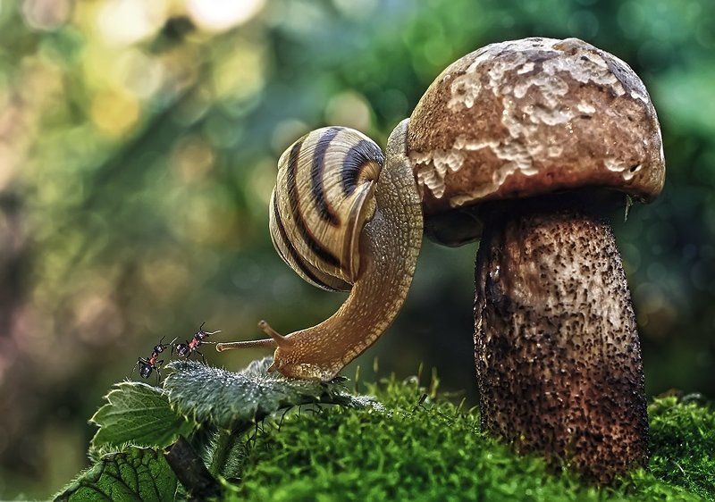 улитка,гриб,макро,осень,муравей Автостопщики фото превью