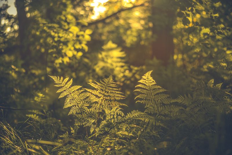 лес, закат, папоротник, листья, тень Тянущиеся к свету фото превью