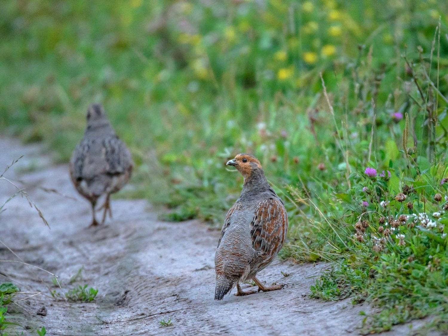 серая куропатка, курица, куропатка, птицы, грунтовка. деревня, дикая природа, утро, сумерки, трава, поле, лето, важность, променад, прогулка, клевер, обочина, perdix perdix, Ксения Соварцева